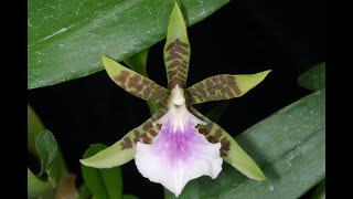 l'orchidea di oggi: Aspasia lunata - ricordi notturni: piangere per le orchidee, bellissimo!