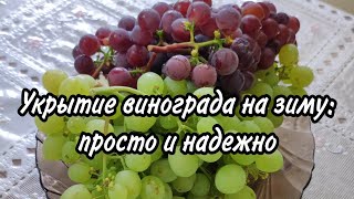 Укрытие винограда на зиму: просто и надежно