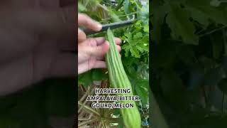 LET'S HARVEST AMPLAYA OR BITTER GOURD #ampalaya #bittermelon #bittergourd #vegetables #organic