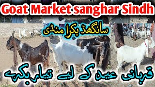 Bakra Eid 2024 || Bakra Mandi sanghar Latest updates