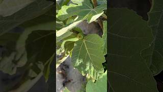 #инжир #figs #nature #portugal #beach #ocean #дерево #куст #tree #shrubs #португалия #океан #рек