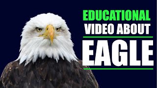 Everything You Didn't Know About Eagles | Tensopedia