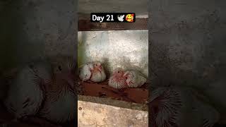 Cute Pigeon havig Lunch🥰21 Day's old babies  . 23 april 24. #birds #youtube#Youtubeshorts#Viral