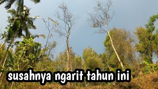 Kemarau belum berakhir || tukang ngarit menjerit