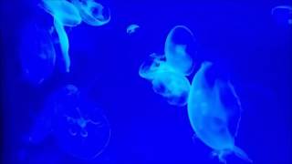 Glowing Jellyfish