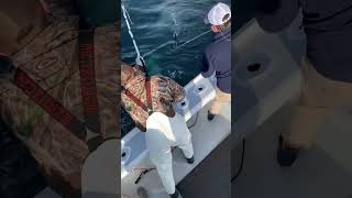 Harpooning 700lbs tuna