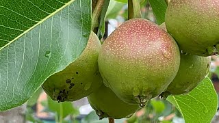 Backyard FRUIT TREES - Pear@Myhomegarden-unlimited