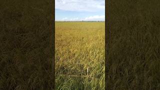 Rice is almost harvested# ស្រូវជិតបានច្រូតហើយ#shorts