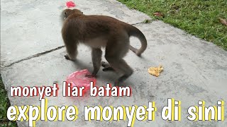 🐵🐒❤baru hari ini ada monyet sebanyak ini.November 6/11/2023 senin