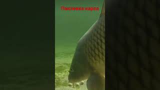 паклевка карпа#рыбалка#fishing#ротан#shorts#shortvideo#short#podcast#pubgmobile#gaming#carp#