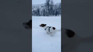 Happy International Dog Day! Check out this EXTREME ski doggo 🐾 🎥