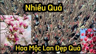 Hoa Mộc Lan Đang Nhiều Nụ Tại Vườn - Mộc Lan Đẹp, Thơm, Mang Nhiều Ý Nghĩa Phong Thuỷ