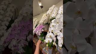 Are the Japanese crazy about orchids? Flower Shop in Japan#japanlife#flowers#orchids#japan#japonia