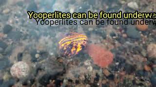 Finding Yooperlites underwater!