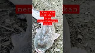 Ikan Lele Unik #short