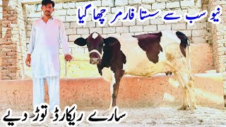 New Farmer||Top Class Cholistani Cross Cows for sale||Sasti Gaye in Sargodha||Shami Gondal