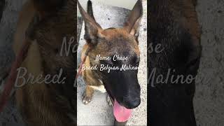 #godisgood #music #dogs #belgianmalinois #trending #viralvideo #shorts