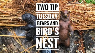 Two Tip Tuesday: Bears and Bird's Nest