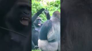 GORILLA LOVERS QUARREL 🤣🤯🥺 #shorts #animals #funnyanimals #adorable #gorilla