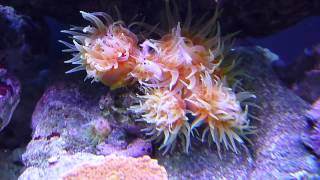 Dendrophyllia Dendro Coral Feeding