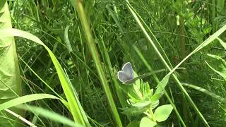 ミニムスコマシジミCupido minimus (Small Blue) 2024/06/29 Vars France