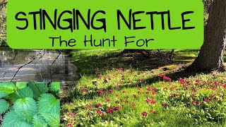 Stinging Nettles | The Hunt For | Preview Of Other Medicinal Plant | Series