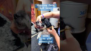 Grooming ASMR. Shaping face and head. 🤫👍🫰🏼#asmr #dog #like