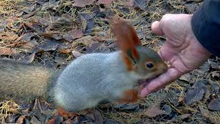 Siberia Squirrel