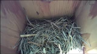 Bernheim Live Bluebird Cam