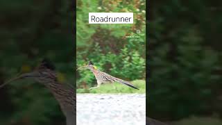 Roadrunner running away #subscribe #shorts #nature #birdsofprey #running #raptors #viral #roadrunner