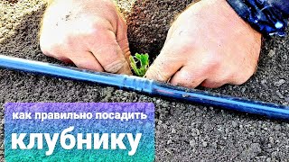 Как правильно посадить клубнику. Учимся сажать клубнику. #сидимдома #мывместе #стопвирус