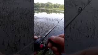 Catching a Three Pound Bass With a Frog! (FULL VIDEO IN DESCRIPTION)