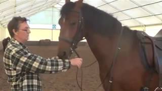 Schooling Dressage. Softening the nape of the horse (subtitled)