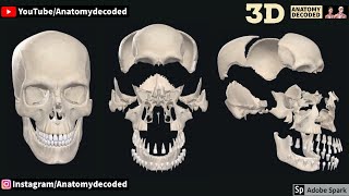 Skull 3D Anatomy | Anatomy Decoded | Anatomy Lectures