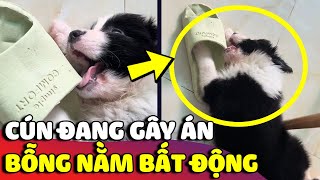 Chiếc cún 'GÂY ÁN' xong rồi gục ngã tại hiện trường khiến con Sen 'TÁ HỎA' | 😂 Gâu Đần