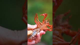 Fried Lobster with special ingredient | Asian Food By Beautiful Girl