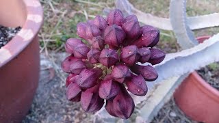 11/3: caralluma speciosa, restrospicien, hoodia, boobies, spiral, astro crested, gymno, bergeni