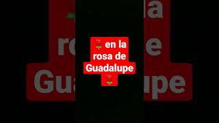 cuando te caes en la vida real vs en la rosa de Guadalupe