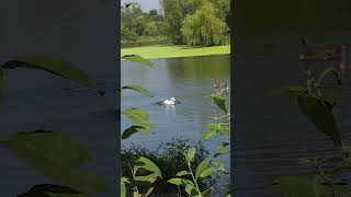 #shorts_video #lake #swanlife #shorts #swans #лебеди