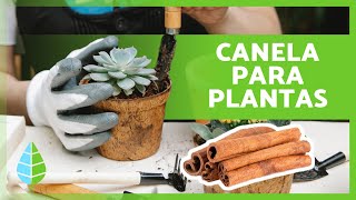 5 USOS INCRÍVEIS da CANELA para PLANTAS 🌱 (Benefícios da Canela e Como Usá-la)