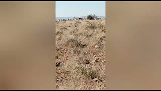 #Herd of Spring bok#Mountain Zebra National Park