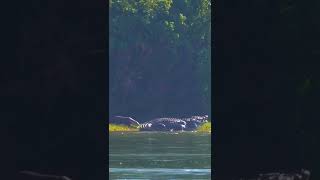 Crocodile Gets Angry With Otter Teasing #animals #wildanimals #shorts #crocodile #otter