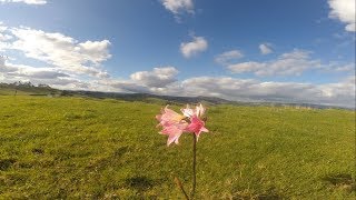 New Zealand: Waipoua Forest to Tauhoa Rec Ground