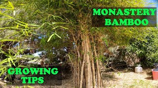 FASTEST Growing Privacy Screen | Monastery Bamboo