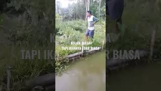 woow!! Kolam Biasa Ikannya Luar Biasa