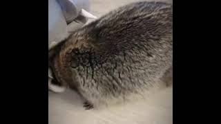 Raccoon tries hiding under chair