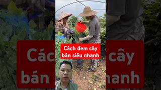 Cách vô bọc cây đem bán siêu nhanh