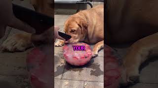 A Fruit Bowl For Dogs? 🍓