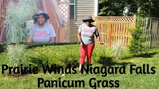 Planting Two Prairie Winds Niagara Falls Panicum Virgatum Grasses🌿 #Blissbotanicalgarden 🌿