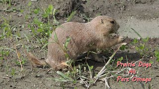 Prairie Dogs at Parc Omega